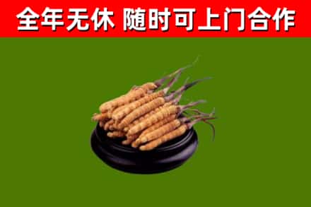 西峡回收散虫草