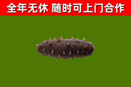 西峡回收海参干